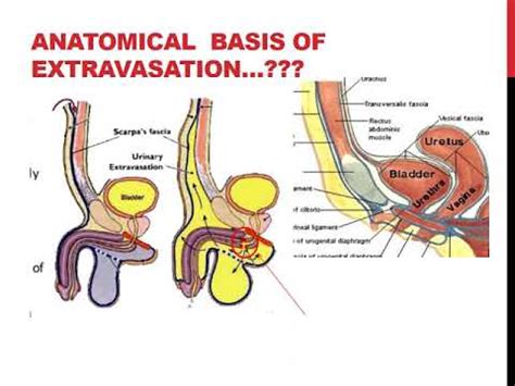 what is a gooch on the human body male|Respect the Gooch: Exploring the Perineum in Men and Women